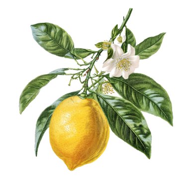 Çiçekli ve yapraklı beyaz limonların suluboya çizimi