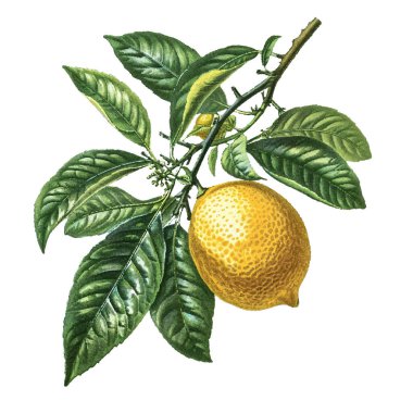 Vektör çizimi, orijinal ve renkli çizim, suluboya bir çizim