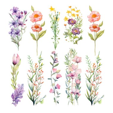 Bir dizi suluboya el boyası çiçek elementleri.