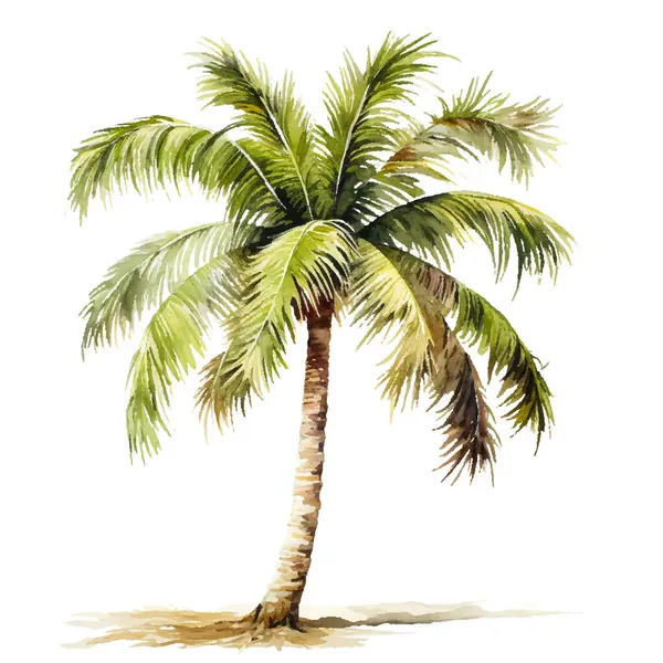 Beyaz arka plan üzerinde izole Hindistan cevizi ağaçları