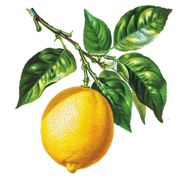 limon ve suluboya limon dalı