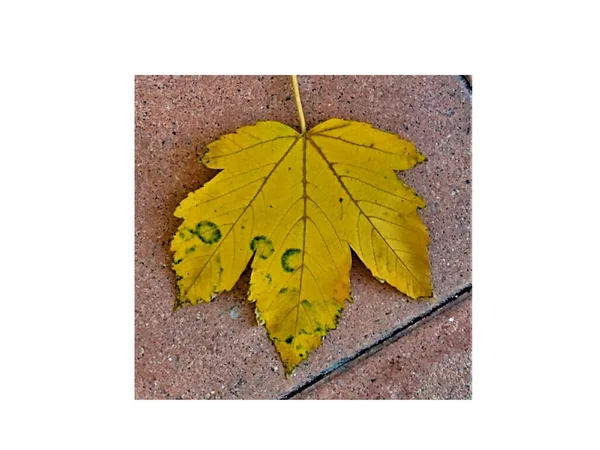 Close Beautiful Autumn Leaf Plane Tree Yellow Small Green Halos — Stock Photo, Image