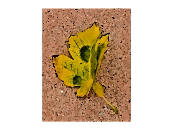 Восени Осінній Листок Жовтий Зелений Чорними Краями Вигнутий Рожевому Тротуарі — стокове фото