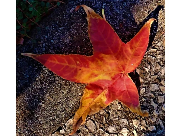 Восени Тротуарі Місті Обенас Ардехе Франція Видніється Чудовий Зоряний Червоний — стокове фото