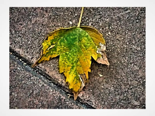 Close Uma Folha Amarela Verde Com Bordas Secas Marrons Calçada — Fotografia de Stock
