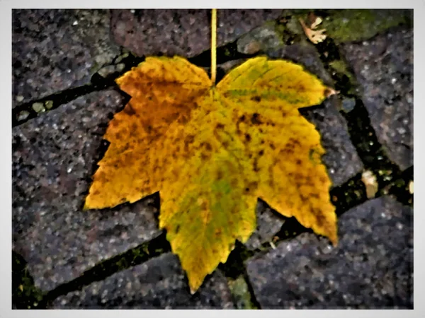 今年秋天 在法国阿得什的奥贝纳斯 一座城市的粉红 灰和黑人行道上 有一片黄绿相间的带有褐色斑点的扁平树叶的特写 — 图库照片