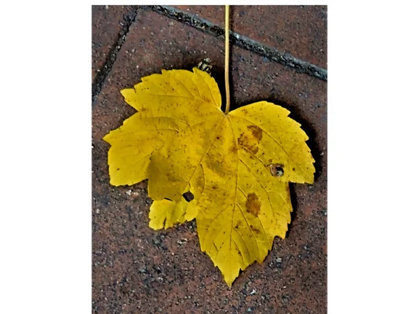 Восени Обенасі Ардехе Франція Тротуарі Рожевому Сірому Чорному Боці Жовтого — стокове фото