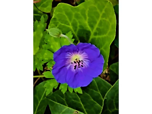 Närbild Vacker Blå Perenn Geranium Blomma Och Knopp Omgiven Gröna — Stockfoto