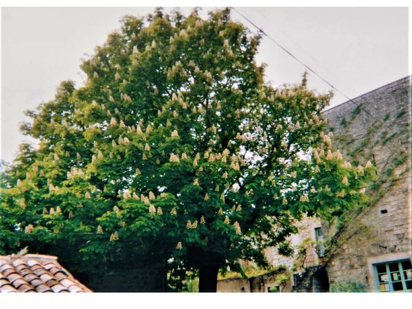Kastanjeträd Med Vita Blommor Gluiras Ardeche Frankrike Sommaren Omgiven Hus — Stockfoto