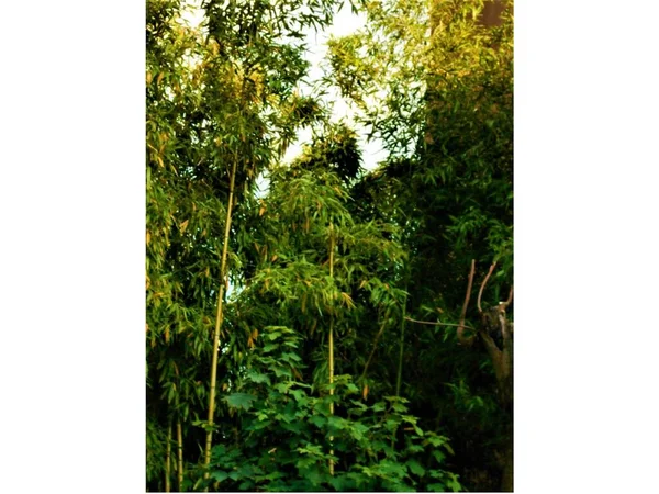 Primer Plano Pequeño Bosque Bambú Poblado Bambú Verde Amarillo Primavera — Foto de Stock
