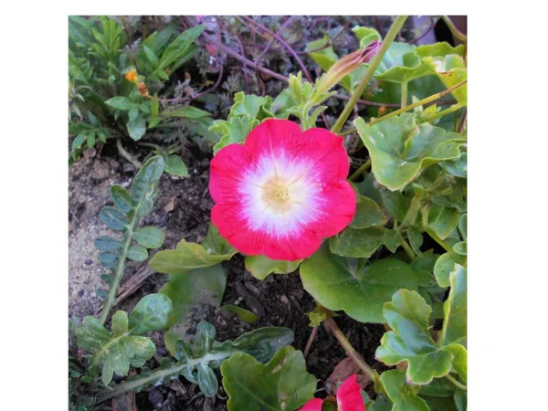 Pembe Beyaz Kırmızı Bir Sardunya Çiçeğine Yakın Yeşil Yaprakların Olduğu — Stok fotoğraf
