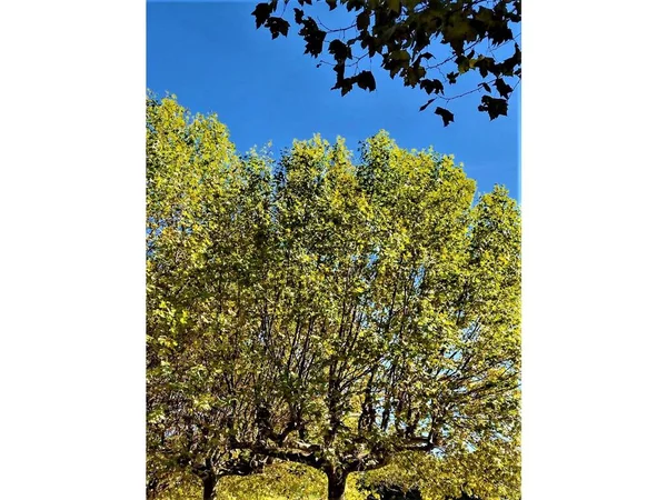 Close Uma Bela Árvore Plana Com Folhas Verdes Sob Céu — Fotografia de Stock