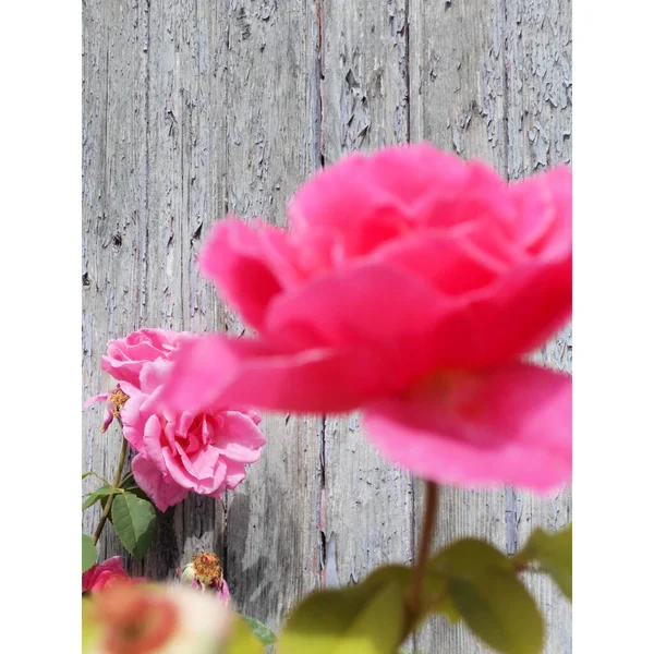 Gros Plan Roses Roses Flétries Devant Une Porte Grise Été — Photo