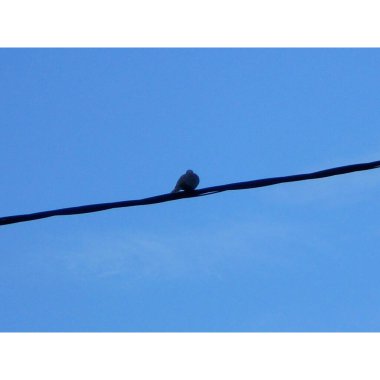 Kışın Fransa, Ardeche, Villeneuve-de-Berg 'de mavi bir gökyüzünün altında, elektrik telinin üzerinde dinlenen gri güvercinin yakın çekimi..