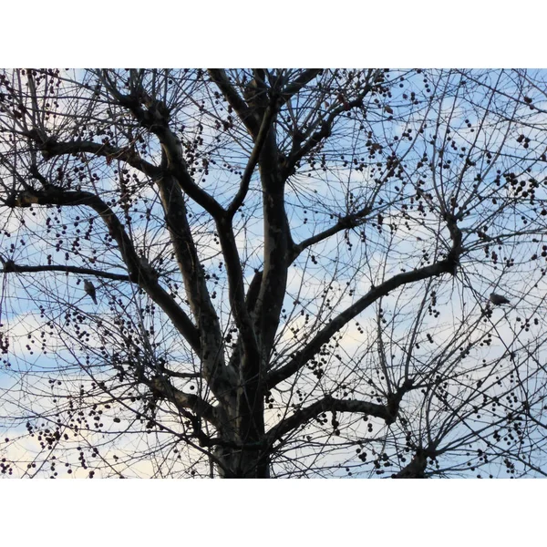 Großaufnahme Einer Blattlosen Platane Winter Mit Achenes Oder Platanenkugeln Zwei — Stockfoto