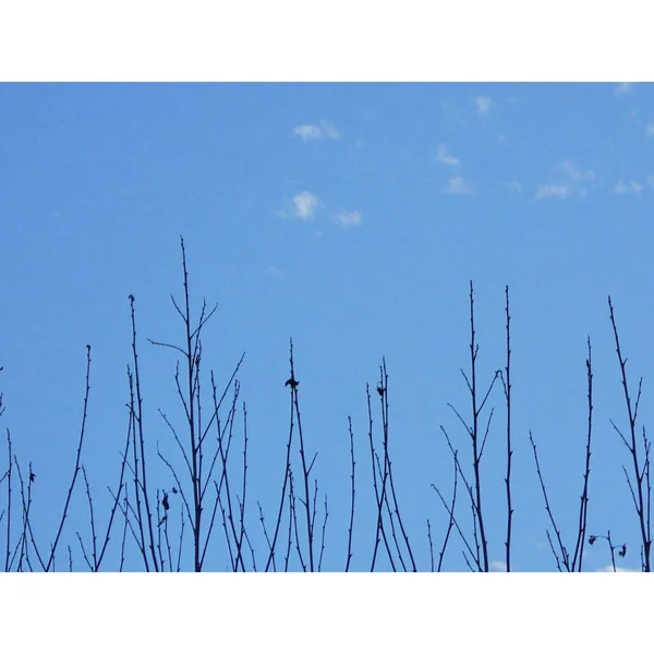 Nahaufnahme Schlanker Brauner Platanen Unter Blauem Himmel Mit Weißen Wolken — Stockfoto