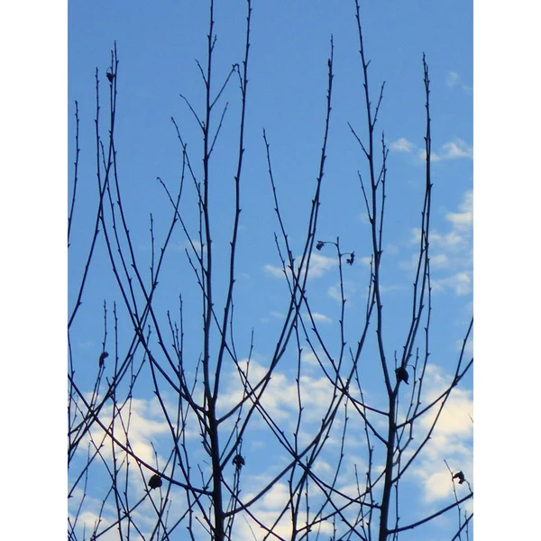 Close Slender Brown Branches Plane Tree Leafless Tree Winter Blue — Foto Stock