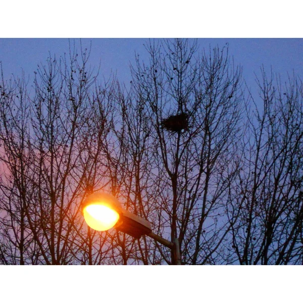 Närbild Ett Fågelbo Ett Lövlöst Träd Vintern Nära Upplyst Gatlykta — Stockfoto