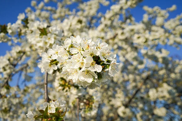 Blossoming cherry tree. White blooming flowers on the big cherry tree. Beautiful white flowers.