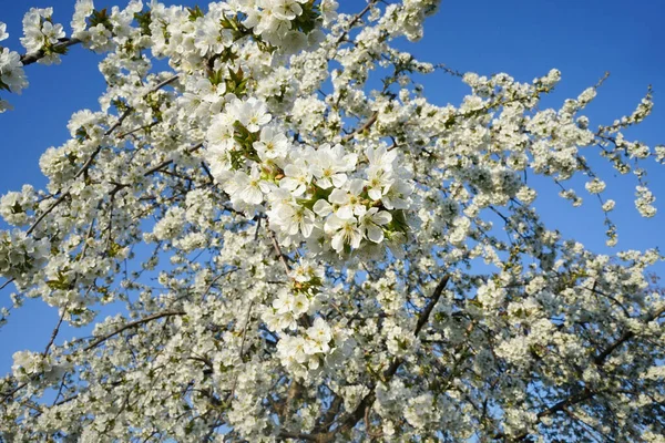 Blossoming cherry tree. White blooming flowers on the big cherry tree. Beautiful white flowers.