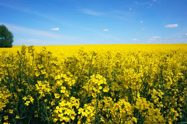 Rapeseeds Field Beatiful Growing Canola Close Oil Rapeseeds Flowers Beautiful — Stock Photo, Image