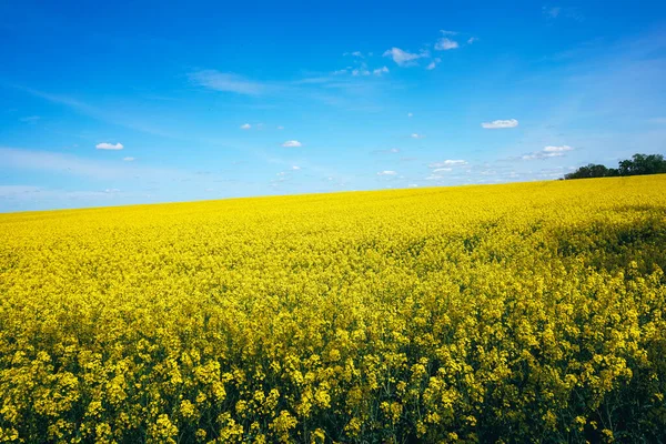 Tecavüz tarlası. Muhteşem sarı kanola tarlası manzarası.