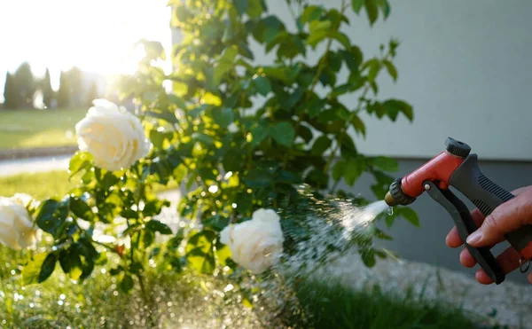 stock image Person watering yellow roses with garden hose spray gun. Watering plants in the garden.