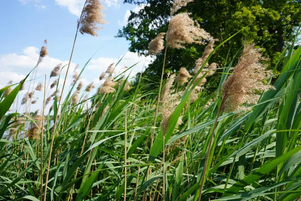 stock image Reeds at the lake. Reed grass growing near the lake. Summer landscape.