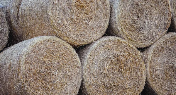 Bales Field Hay Bales — Stock Photo, Image