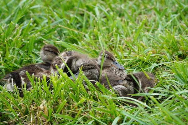 Kaczątka Trawie Małe Kaczki Pobliżu Jeziora — Zdjęcie stockowe