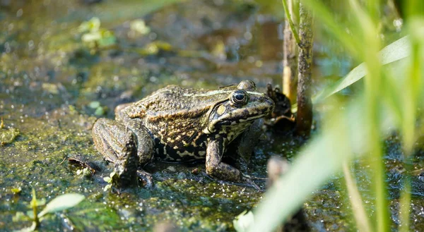 カエルだ 沼の中の大きなカエル 池の中のカエル 野生動物 — ストック写真
