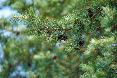 İğneli kozalaklar dalda. Çam iğneleri ağacı.