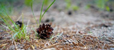 Ormanda çam kozalağı. Ağaç iğnelerinde kahverengi koni. Çam kozalaklarını kapat.