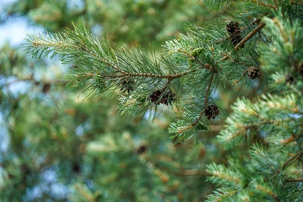 İğneli kozalaklar dalda. Çam iğneleri ağacı.