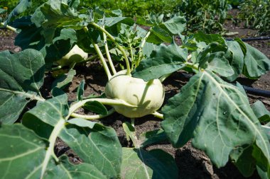 Kohlrabi sahada büyüyor. Şalgam Lahanası.