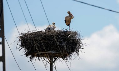Leylekler yuvada. Elektrik hatlarının yanındaki yuvada büyük leylek.