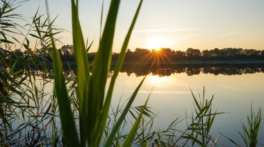 Sabahın erken saatlerinde ormanda gölün üzerinde. Kıyıda sazlıklar. Güneş ışığı. İnsansız hava aracından görüntüle.