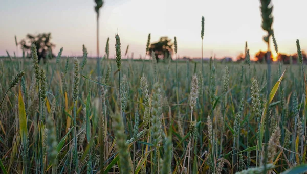Buğday tarlasında gün batımı. Çiftlikte günbatımı.