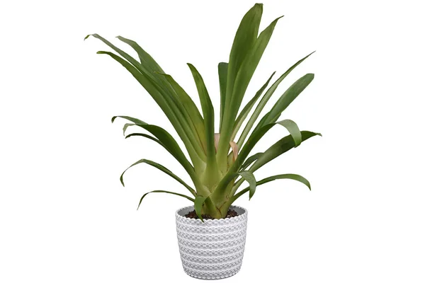 Tencereye bitki koy. Beyaz tencerede yeşil yapraklar..