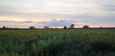 Gün batımında ayçiçeği tarlası. Ayçiçeği tarlasının üzerinde güzel turuncu gün batımı. Ayçiçeği manzarası.