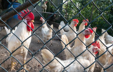 Kafesteki beyaz tavuklar. 