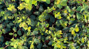 Yeşil yapraklar arka plan. Yeşillik düzeni. Çalılıklar.