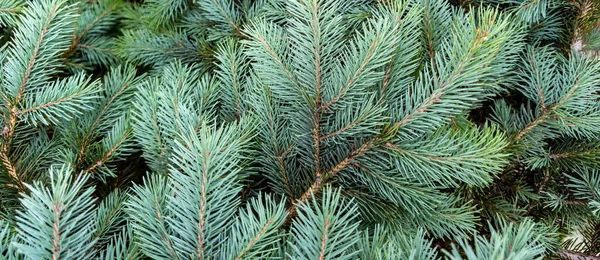 Çam iğneleri arka planda. Noel ağacını kapatın..