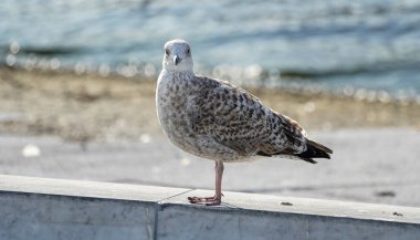 Şehirde martı var.