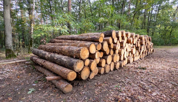 Bir yığın odun. Ormanda odun kestim. Ahşap arka. Kış yakıtı