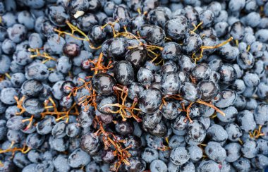 Kırmızı üzümler. Taze ve sulu kırmızı üzümler.