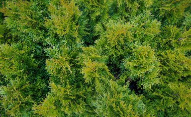 Thuja ağacı arka planı. Yeşil Noel ağaçları.