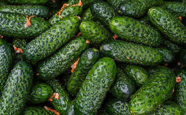 Marketteki salatalıklar. Taze ve sulu salatalık arkaplanı.