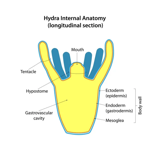 Anatomia Interna Dell Idra Sezione Longitudinale — Vettoriale Stock