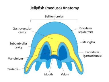 Denizanası (medusa) anatomisi. Medusa denizanasının tipik bir türüdür..